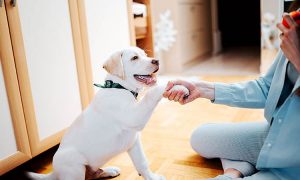 PetSmart dog training in action