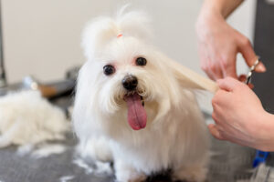 petsmart grooming with small white dog