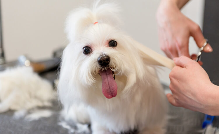 petsmart grooming with small white dog