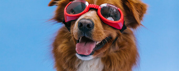 petsmart products, dog with Doggles