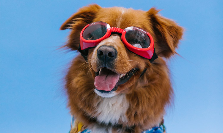 petsmart products, dog with Doggles