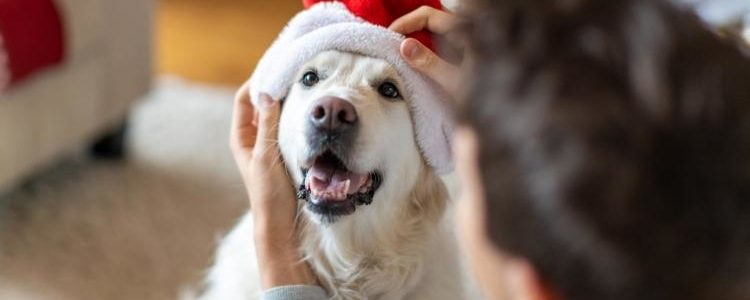 Golden retriever in Santa hat shows holiday gift basket ideas for pet lovers