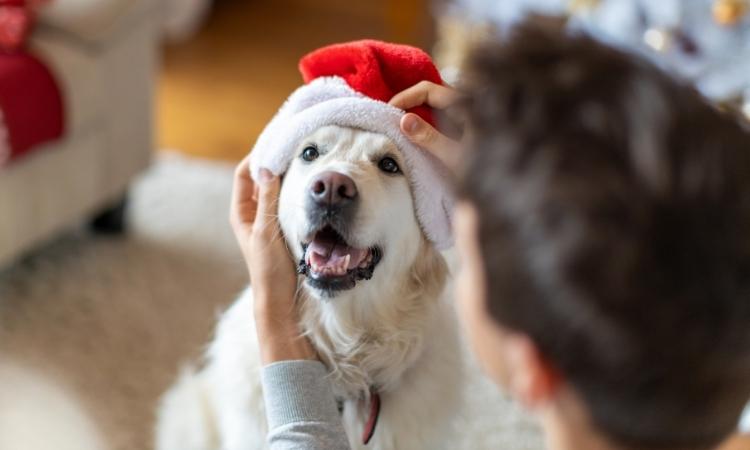 Golden retriever in Santa hat shows holiday gift basket ideas for pet lovers